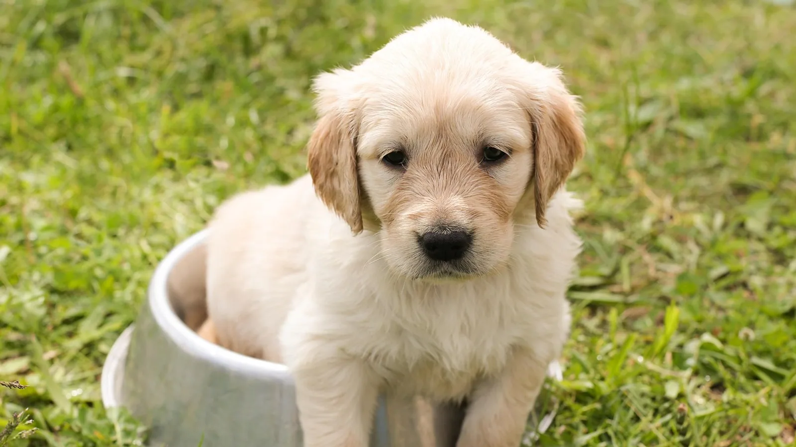 Can Dogs Eat Oatmeal? Benefits, Risks, and Recipes