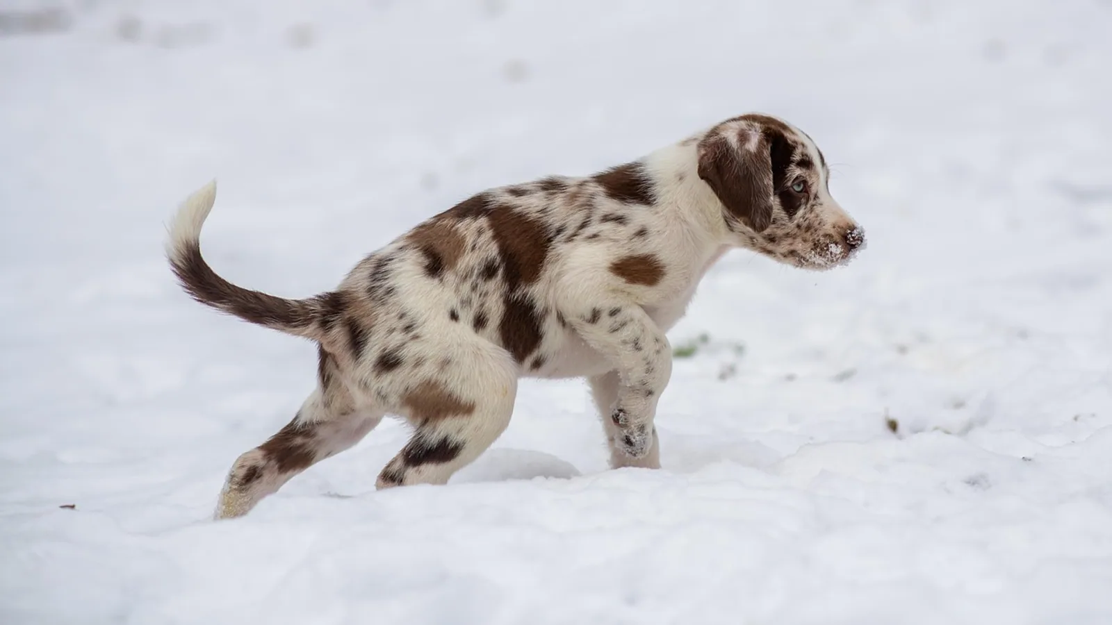 Puppy Strangles: Juvenile Cellulitis Guide