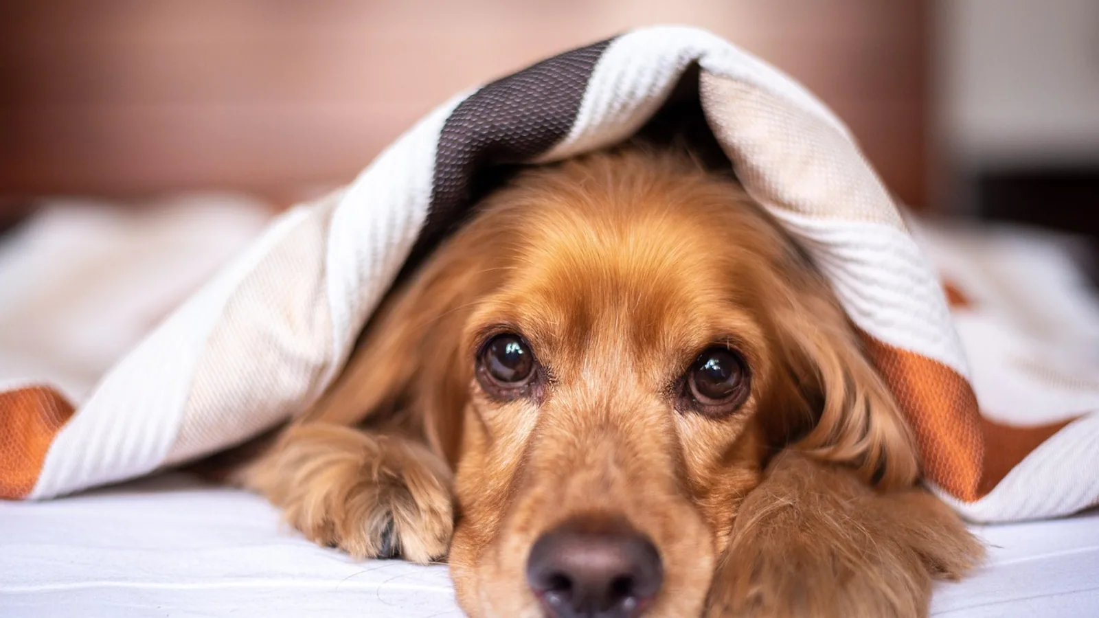 Dog Flu (Canine Influenza): Symptoms, Contagious Period, and Recovery