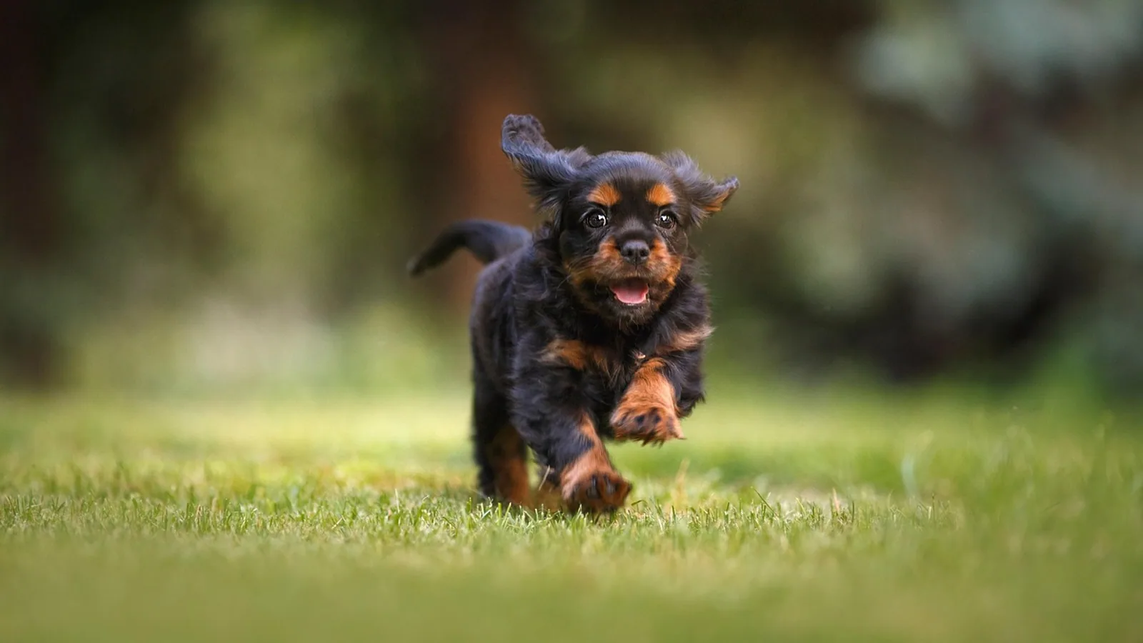 Dog Hip Displacement Treatment: Options Compared