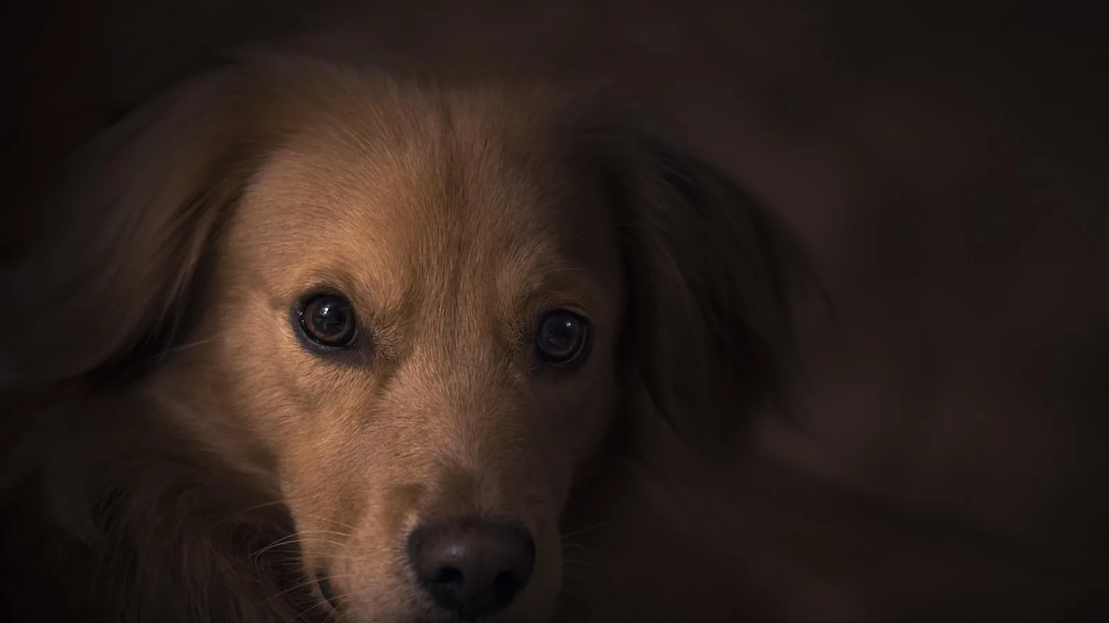 Dog Side Eye (Whale Eye): What It Means and What to Do