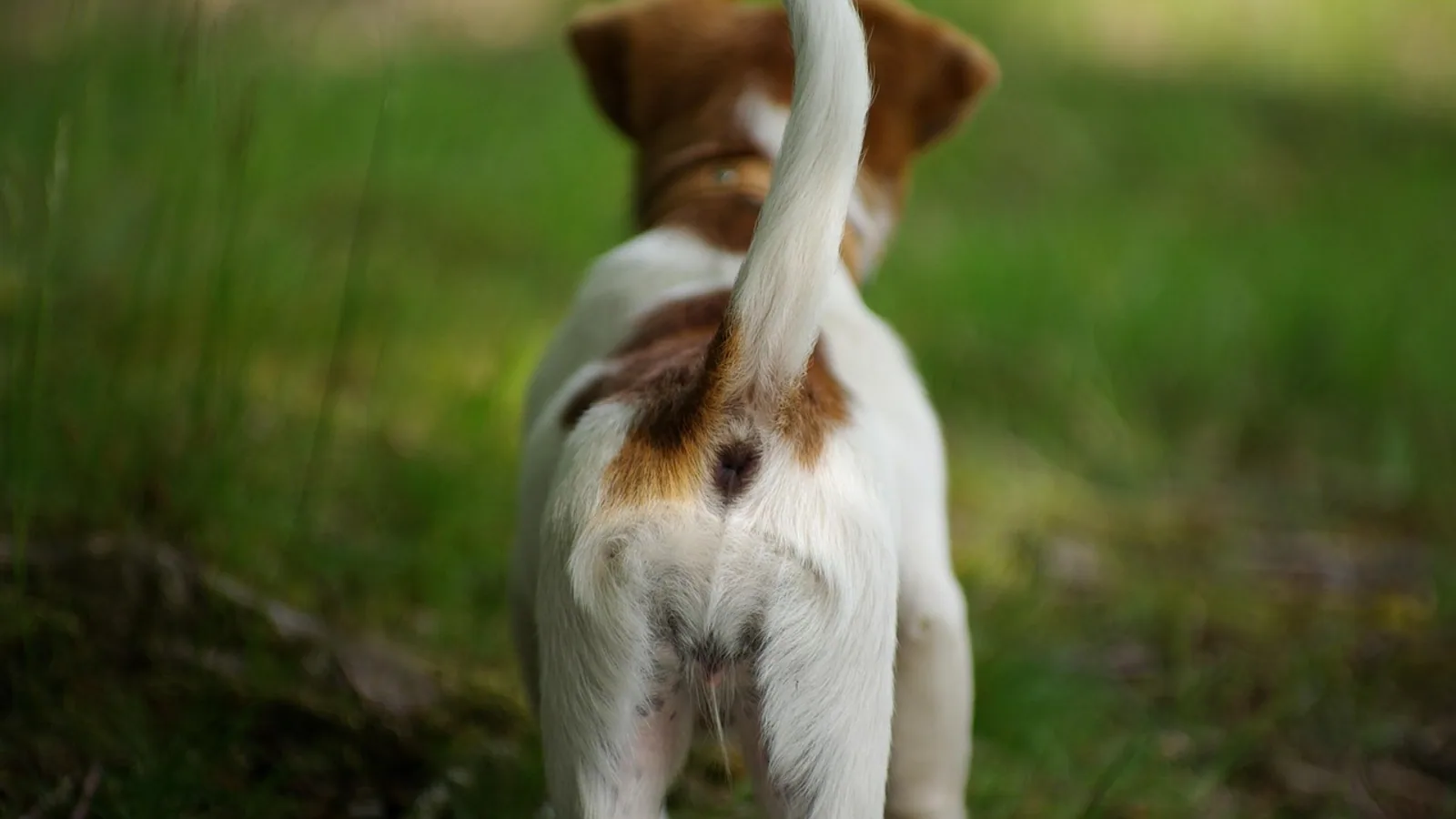 Happy Tail in Dogs: Causes and Treatment Steps