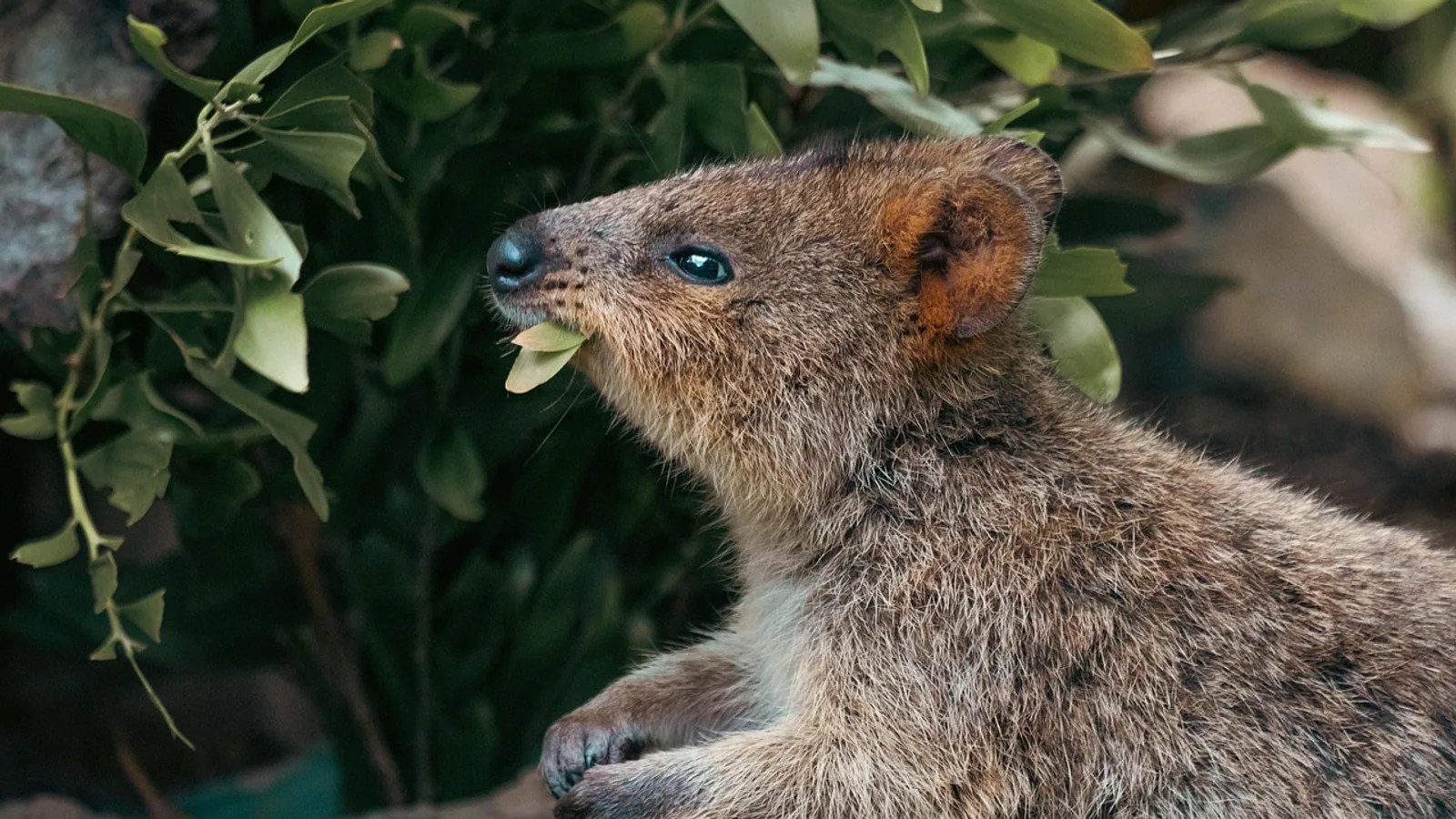 Animal That Starts With Q: Species List