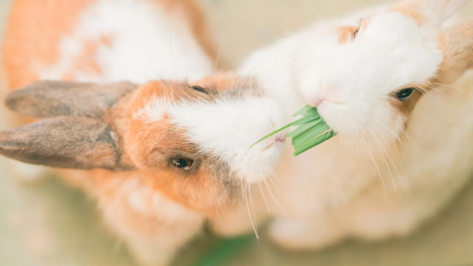 Close-up photo of two rabbits sharing a green leaf in a soft, natural setting