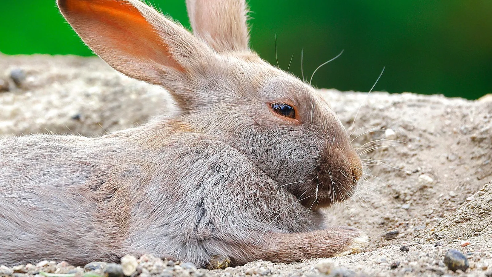 Can Rabbits Get Rabies? Risk, Signs, and Bite Guidance