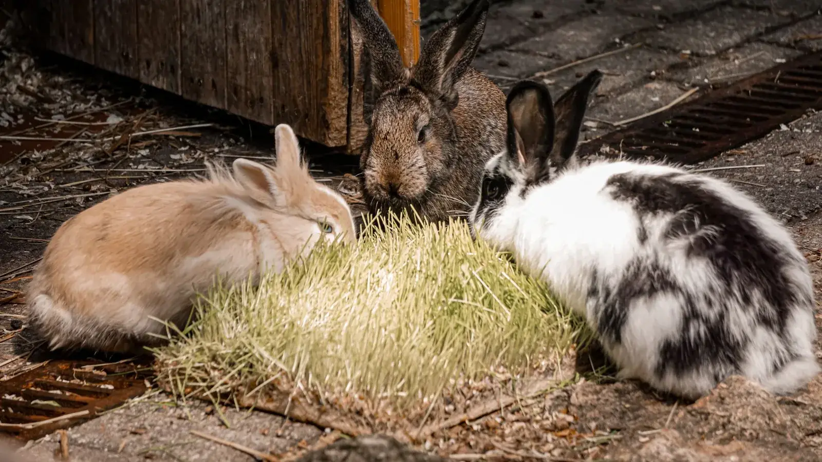 Dental Health in Small Mammals