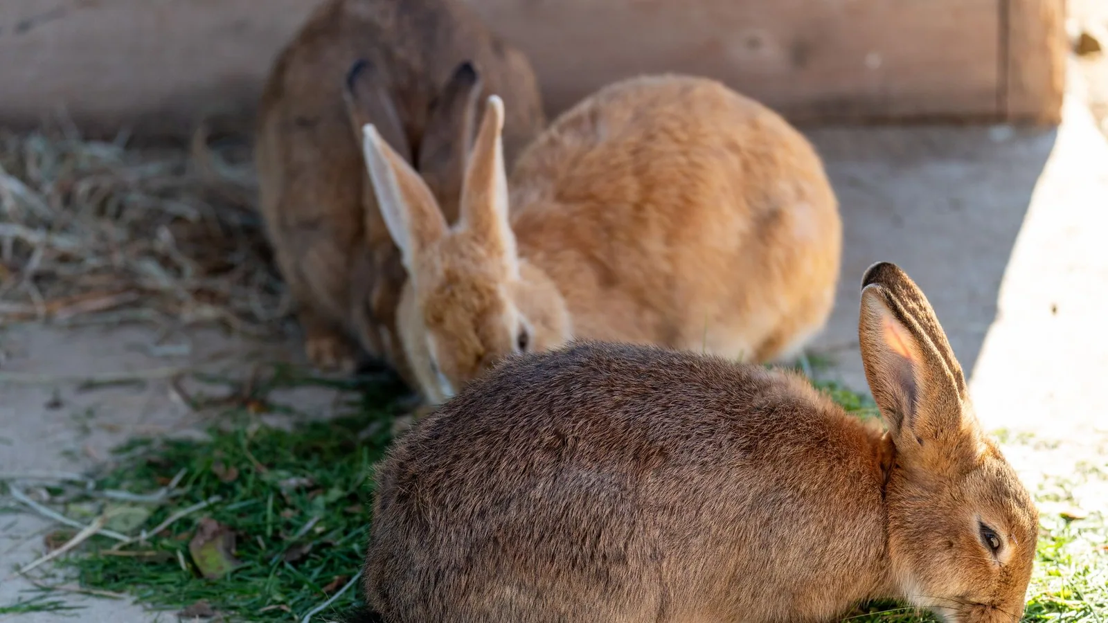 GI Stasis in Rabbits: A Life-Threatening Emergency