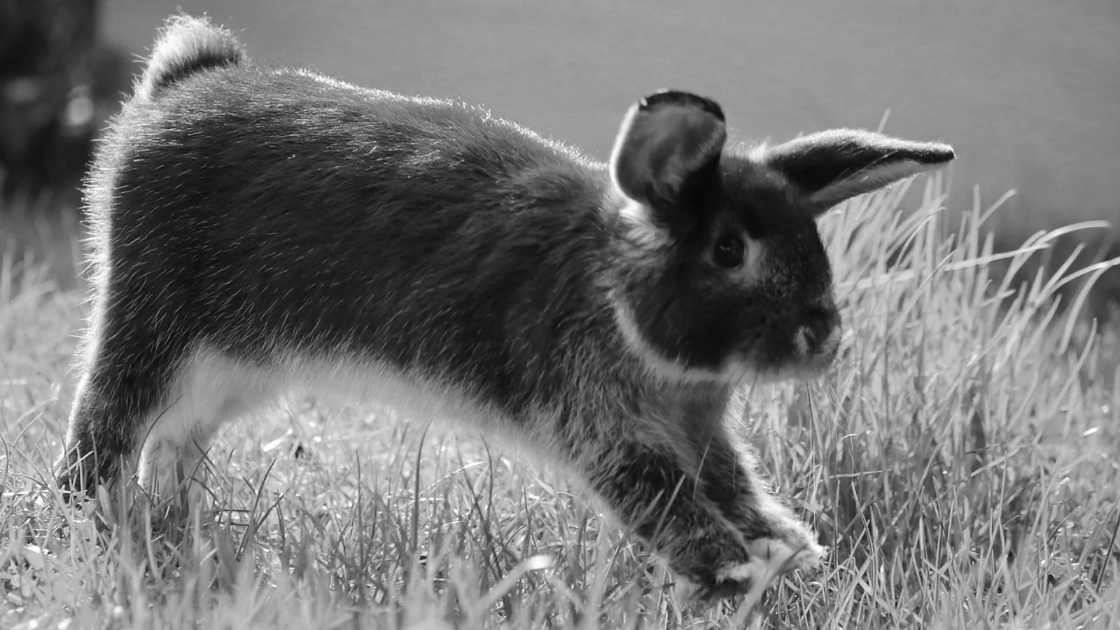 Rabbit Binky: What It Means and Other Signs of a Happy Rabbit