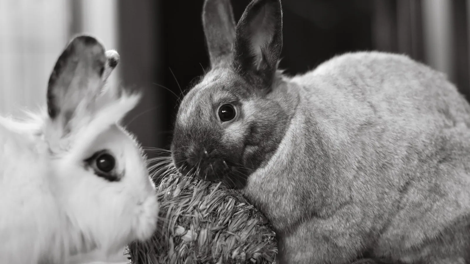 Rabbit Litter Training