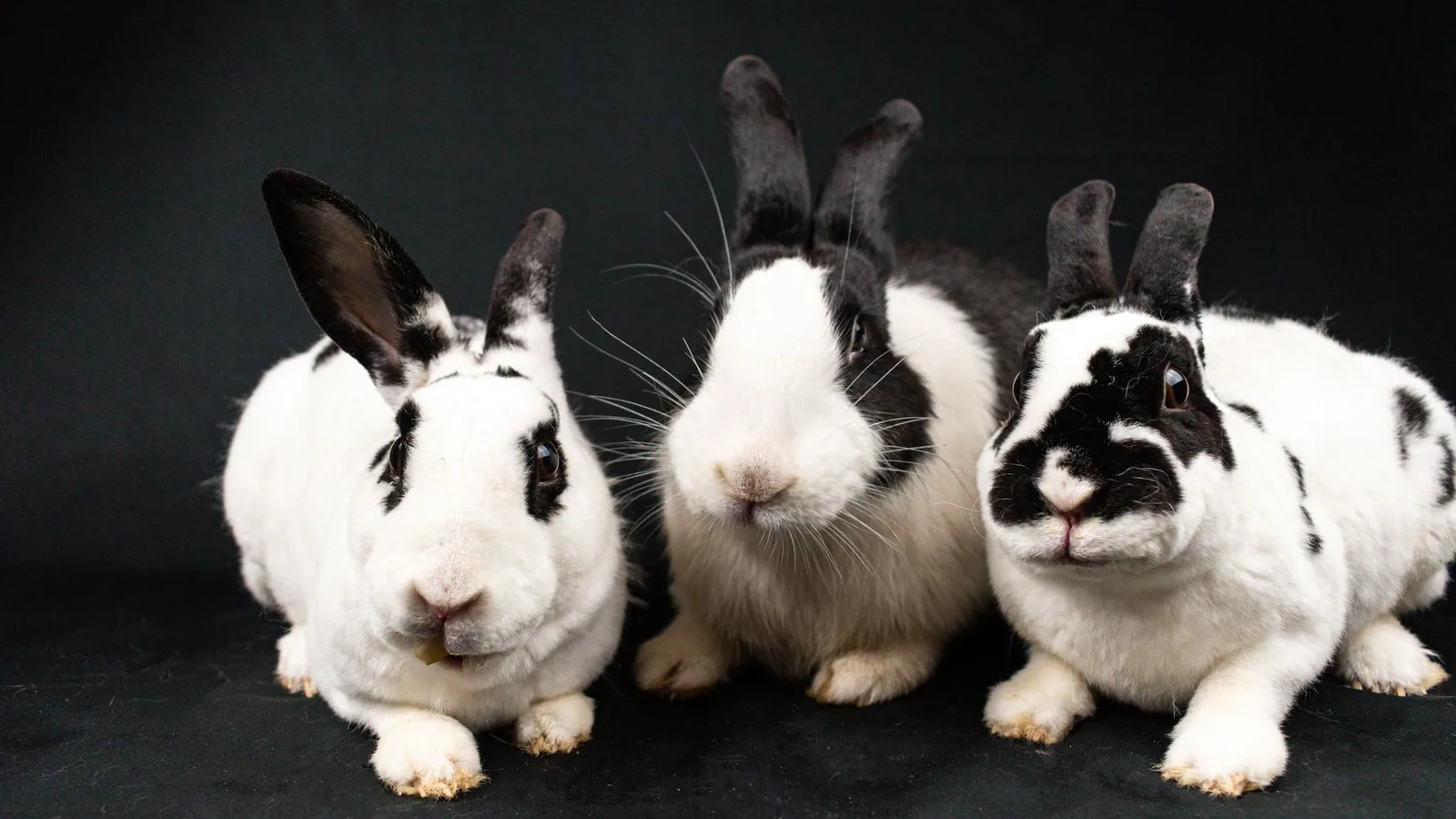 How Long Do Rabbits Live as Pets?