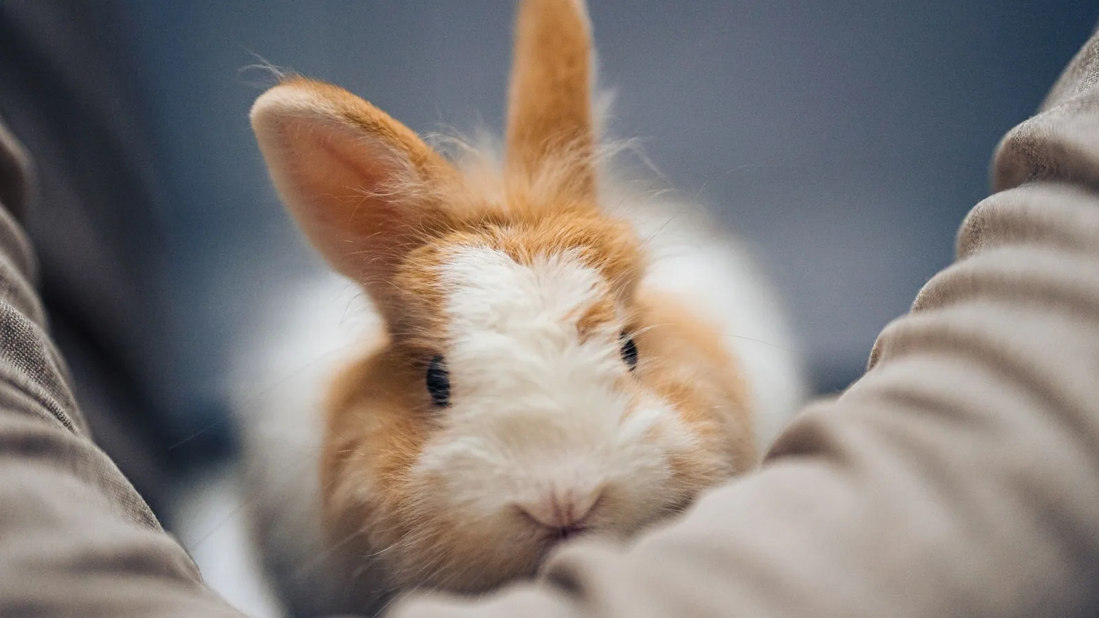 Charming close-up of a fluffy rabbit being held, showcasing warmth and affection