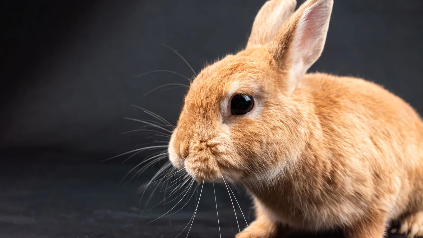 A detailed close-up portrait of a brown rabbit against a gray background in a studio setting