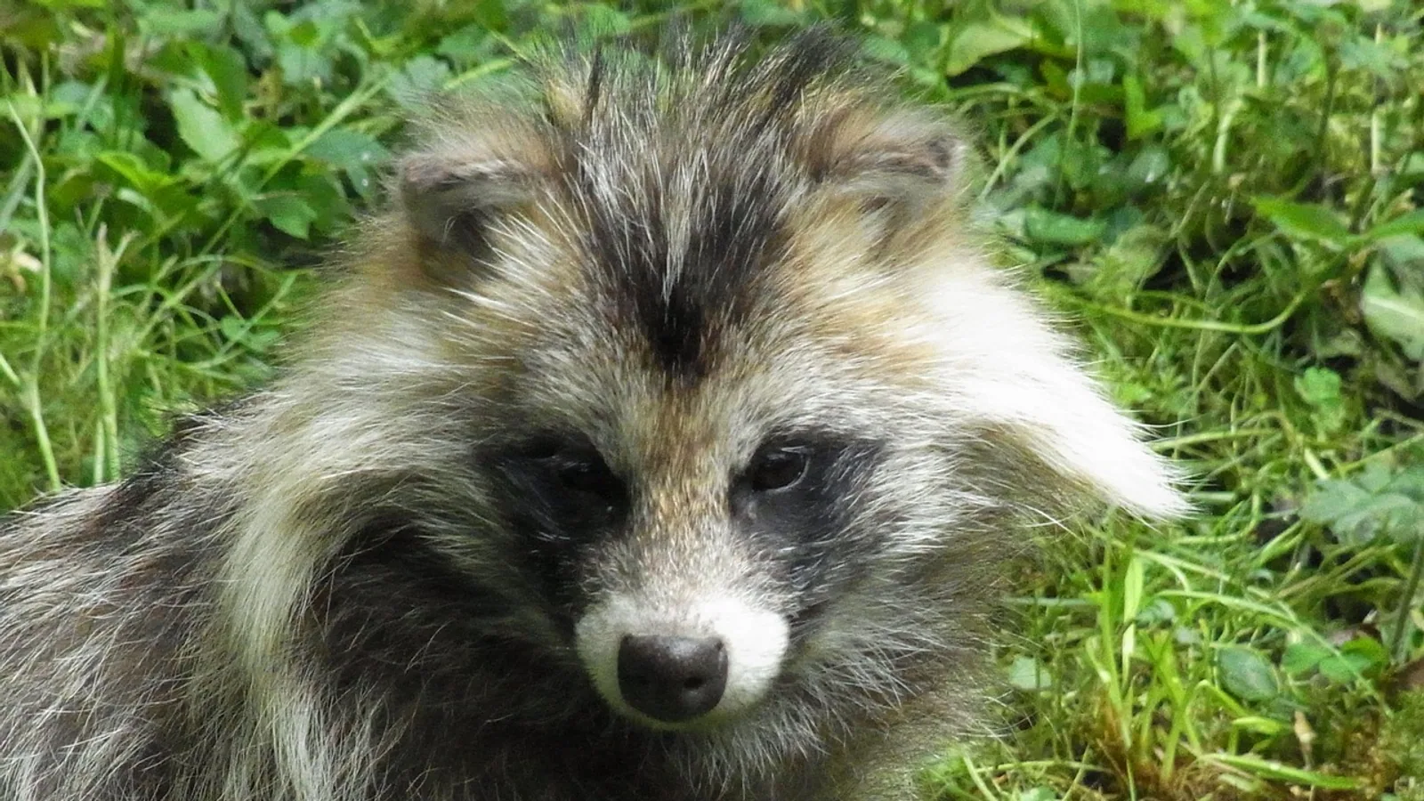 Raccoon Dog: Species Facts, Range, and Rabies Risk