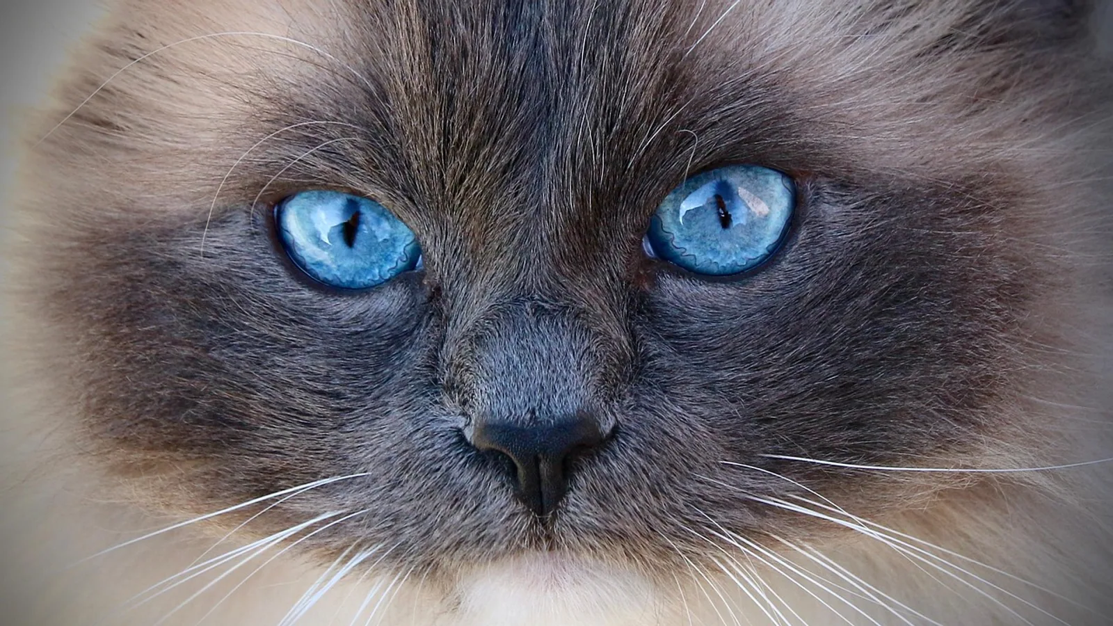 Can Cats Have Down Syndrome? What Those Features Really Mean