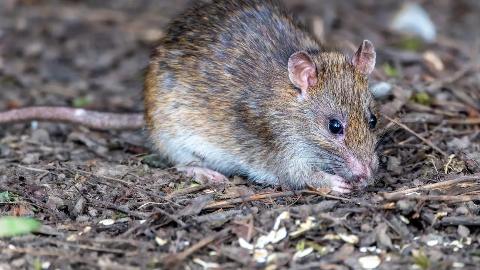 Rat Tail Anatomy and Health: What Owners Should Know