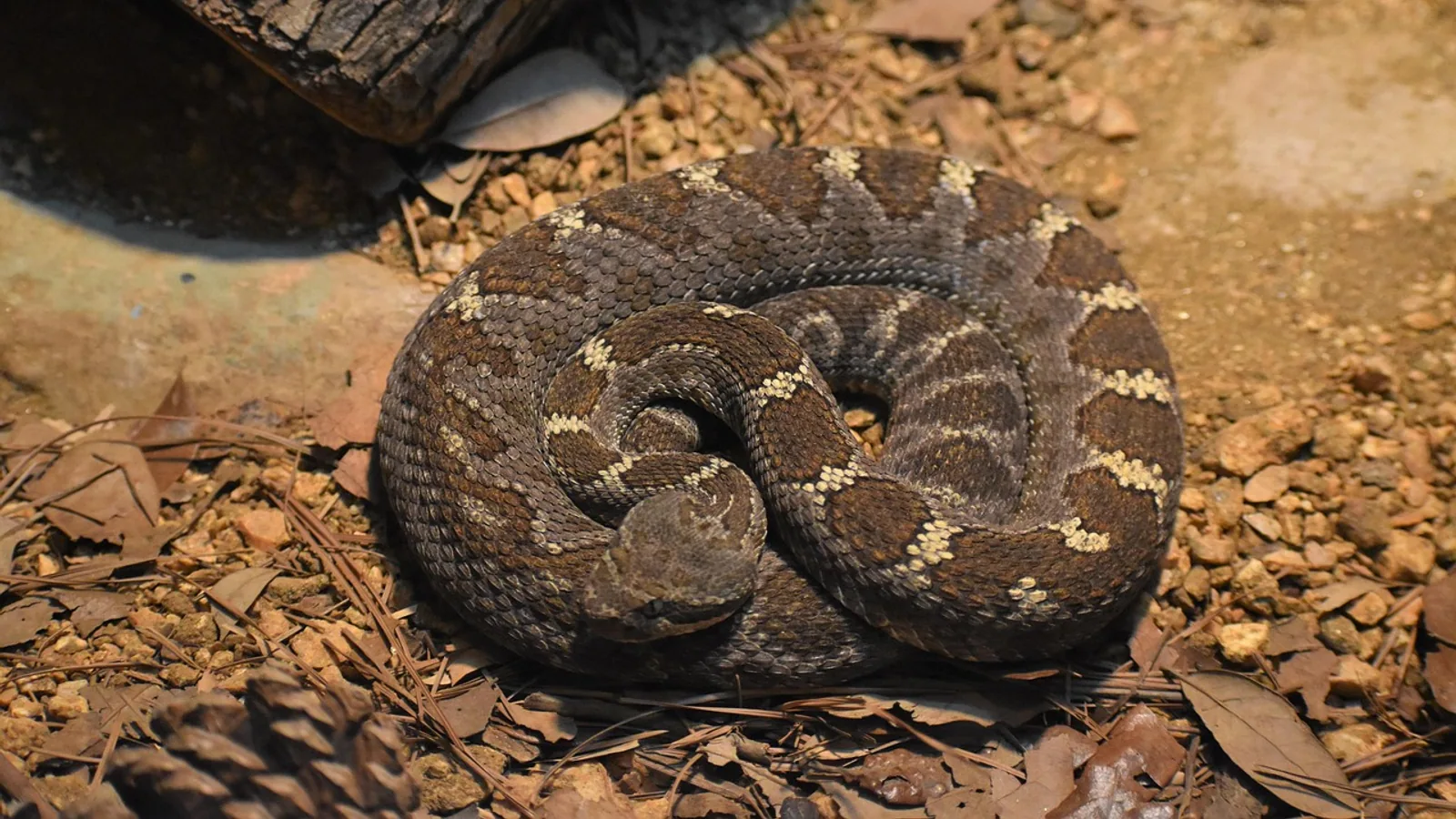 Rattlesnake Bite in Dogs: Emergency First Aid