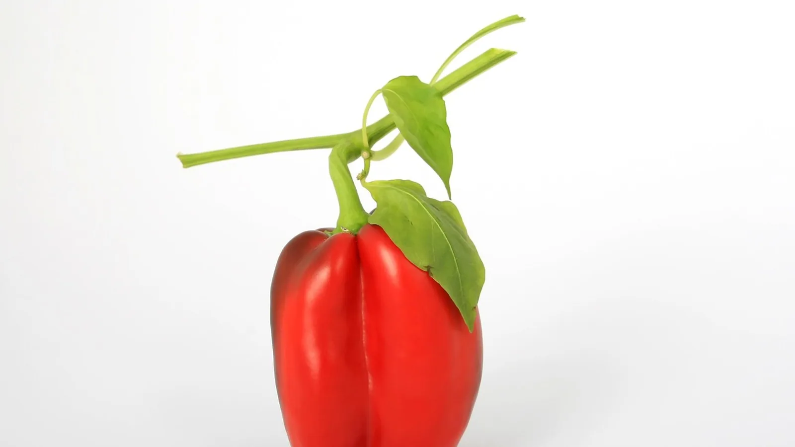 Can Dogs Have Pepper? Black, Bell, and Spicy Types