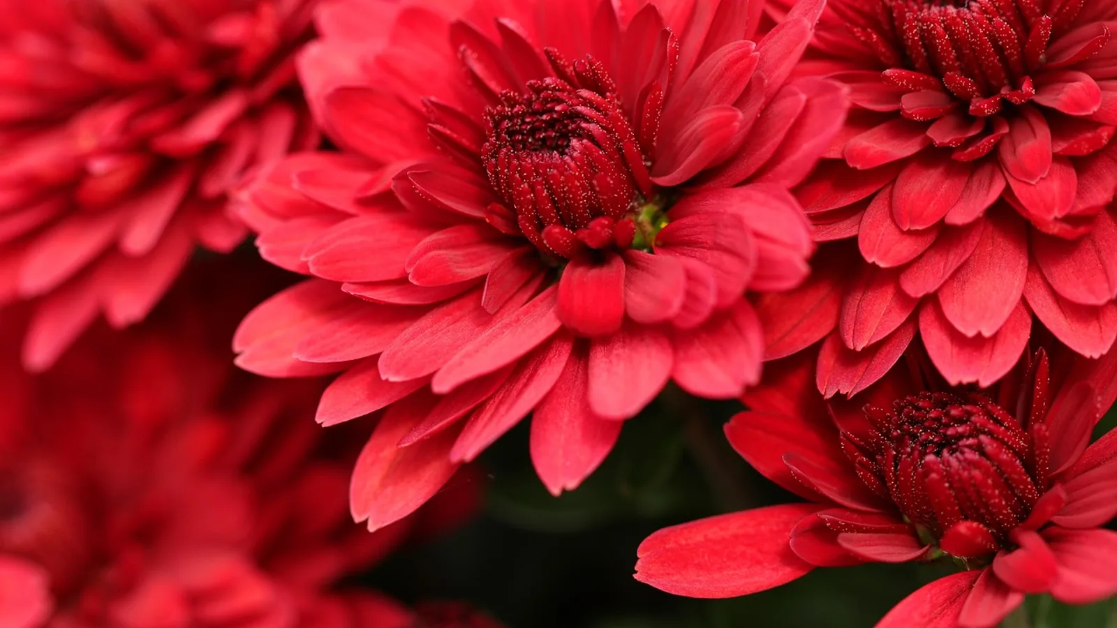 Are Mums Poisonous to Cats? Chrysanthemum Toxicity