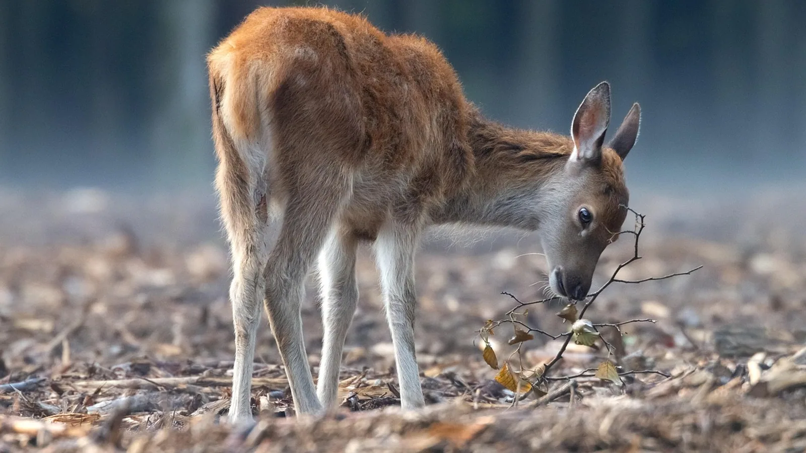 Epizootic Hemorrhagic Disease in Deer: Signs and Spread