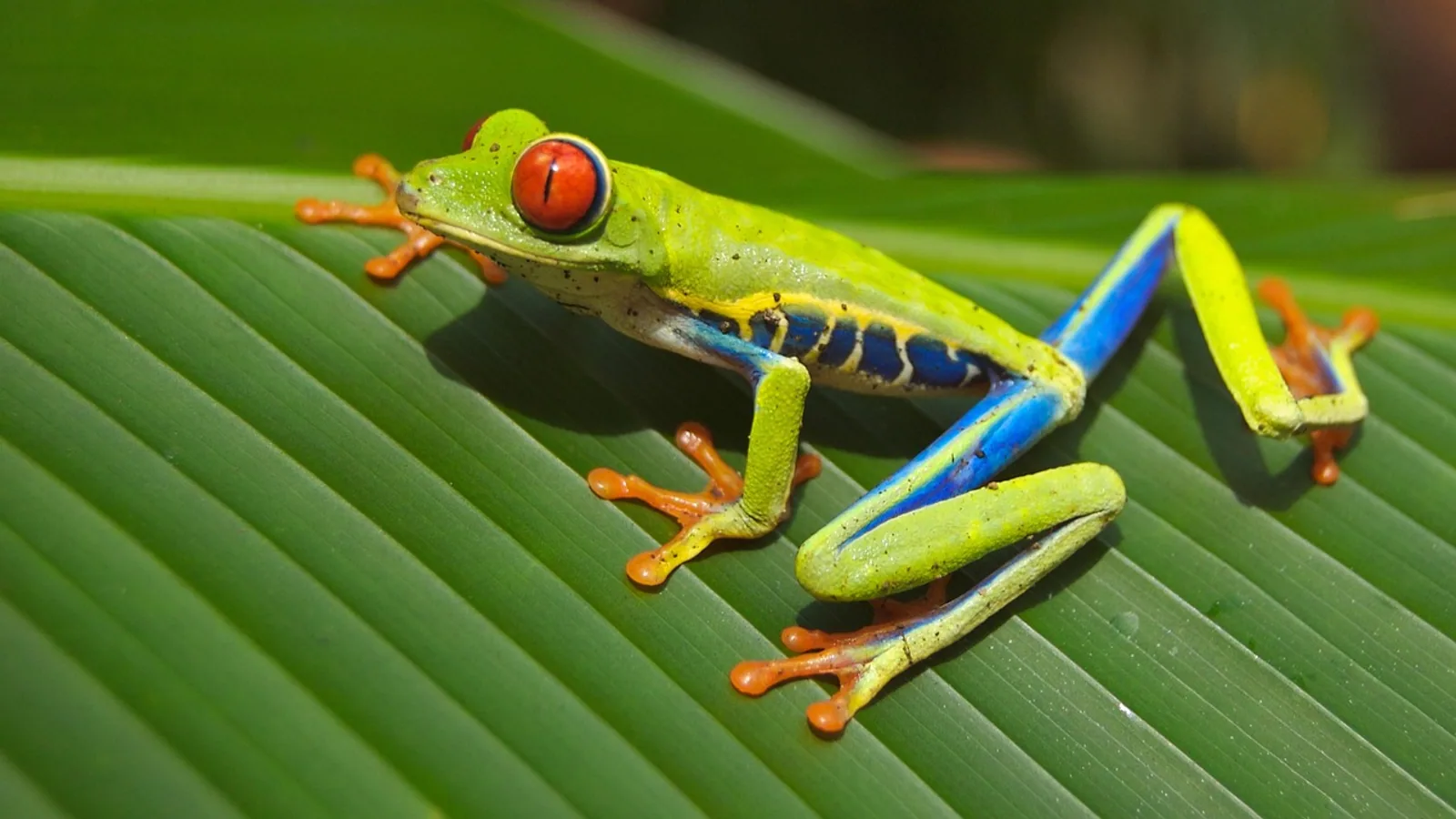Red-Eyed Tree Frog Care: Habitat, Diet, and Health