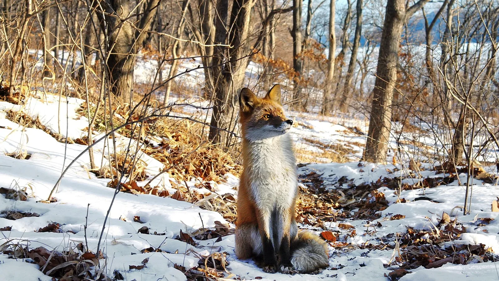 What Do Foxes Eat? Diet by Season and Habitat