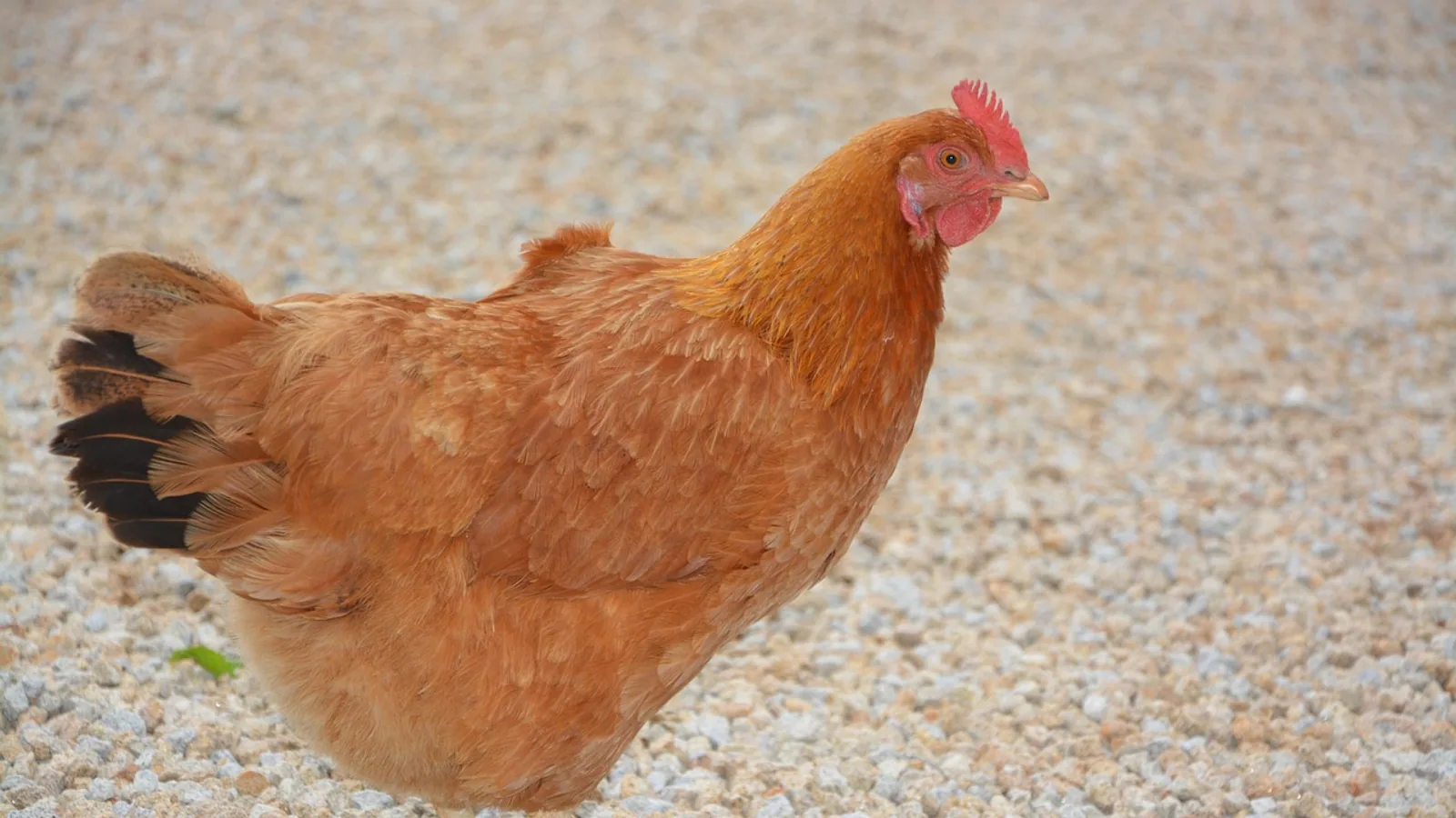 Cinnamon Queen Chicken: Eggs, Temperament, Care