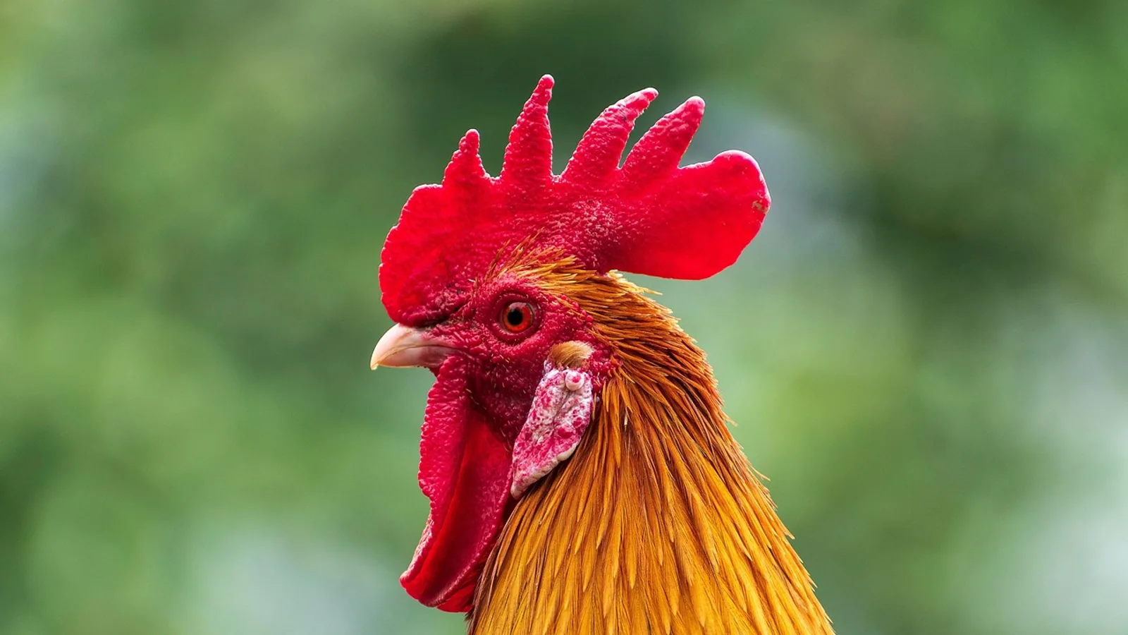 Red Junglefowl: Ancestor of the Domestic Chicken