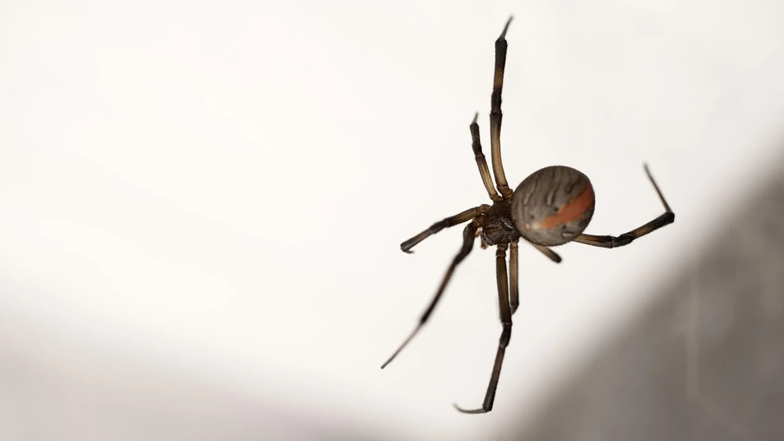 Black Widow Spider Bite in Pets: Signs and First Aid