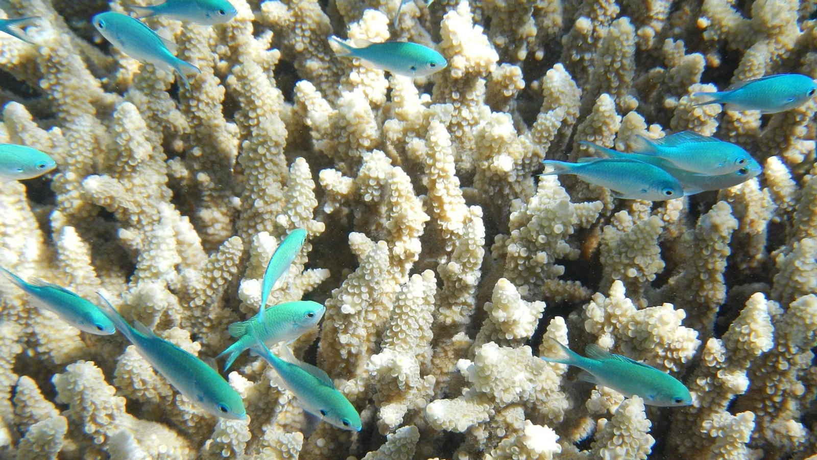 Parrotfish: Species, Diet, and Reef Aquarium Needs
