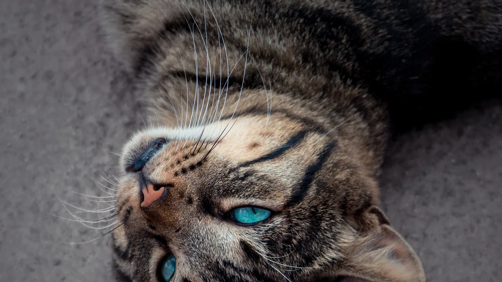 Do Cats Fart? Causes of Gas in Cats