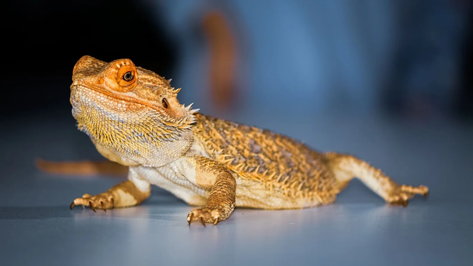 Detailed close-up of a bearded dragon lizard with vibrant colors