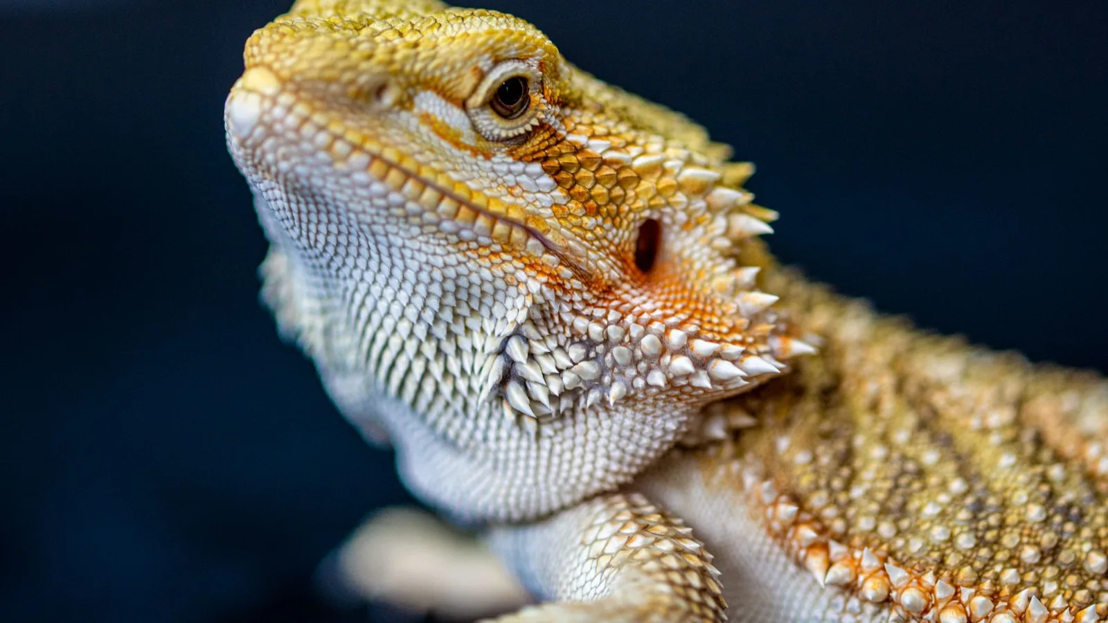 Detailed close-up of a bearded dragon lizard showcasing intricate scales and textures