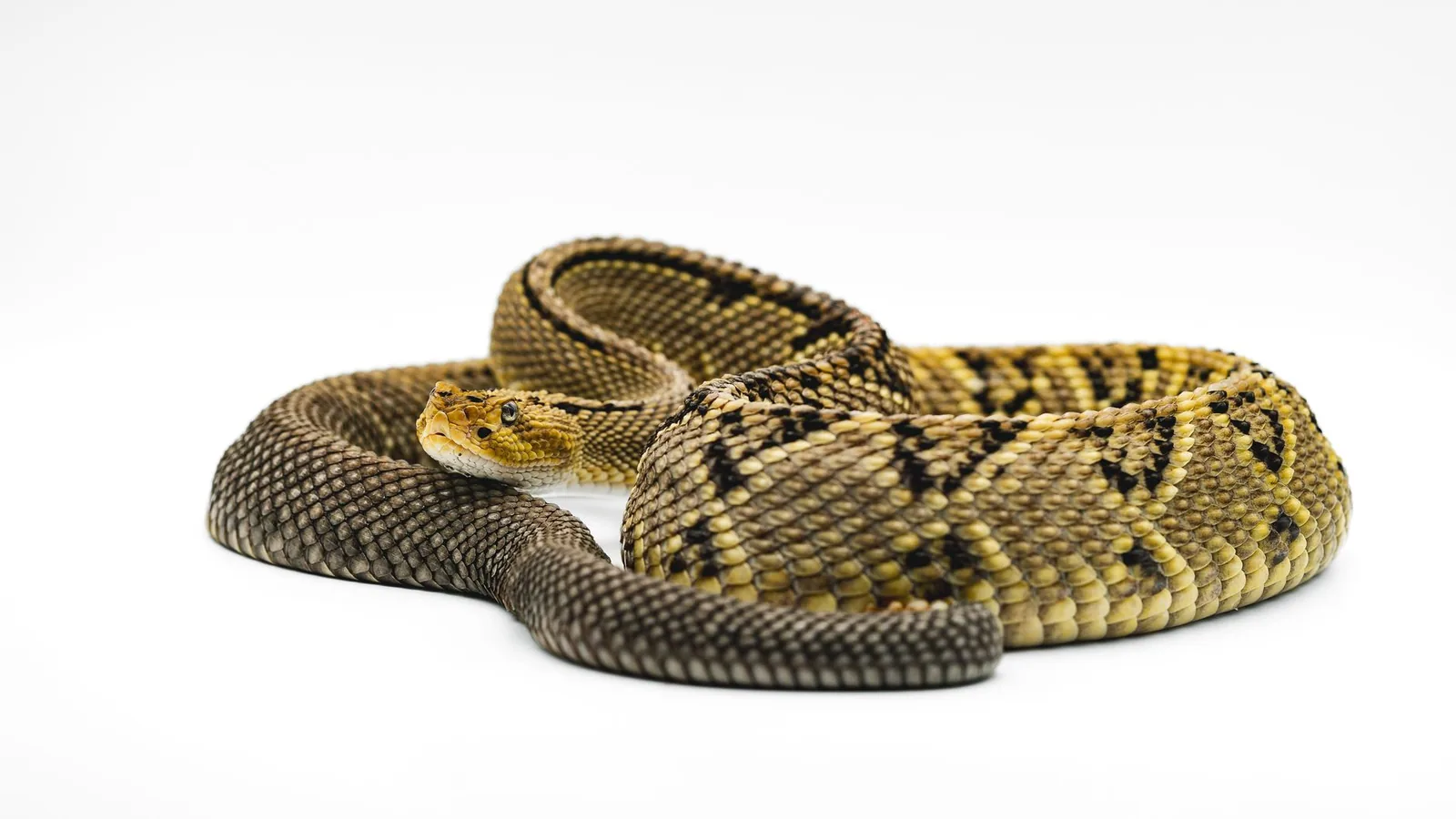 Close-up of a snake showing the normal texture and pattern of its scales