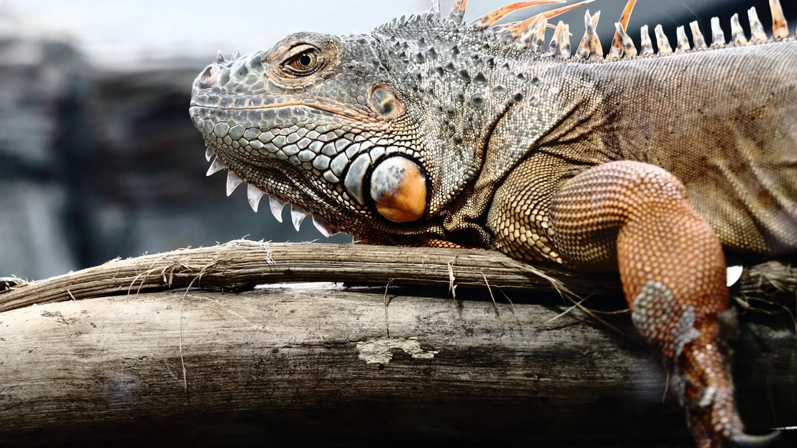 Reptile Mites Treatment and Prevention