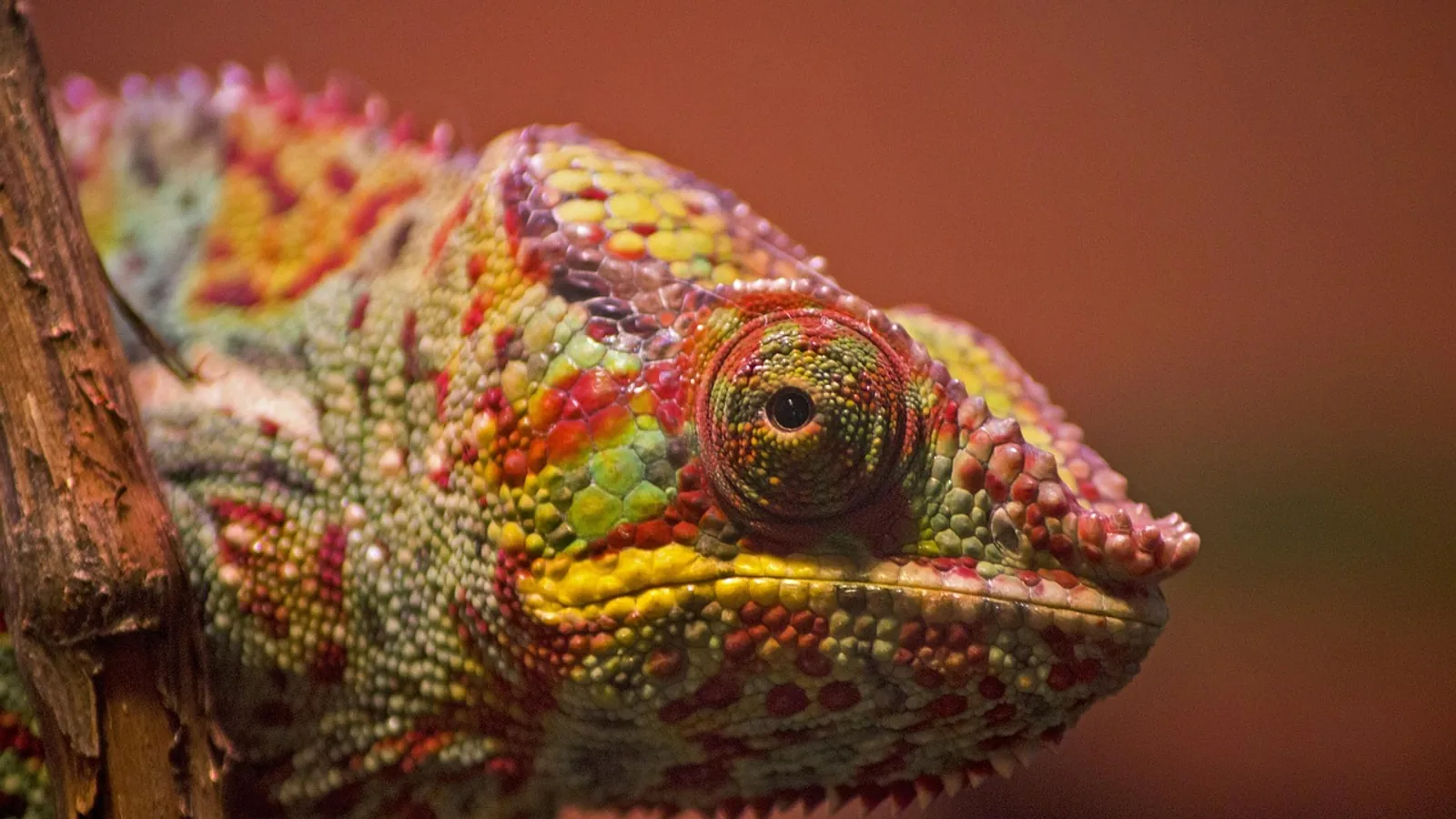 Metabolic Bone Disease in Reptiles: Causes and Prevention