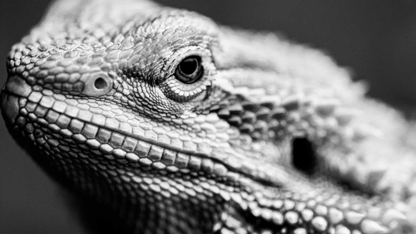 Reptile receiving a veterinary examination representing species-specific enclosure planning