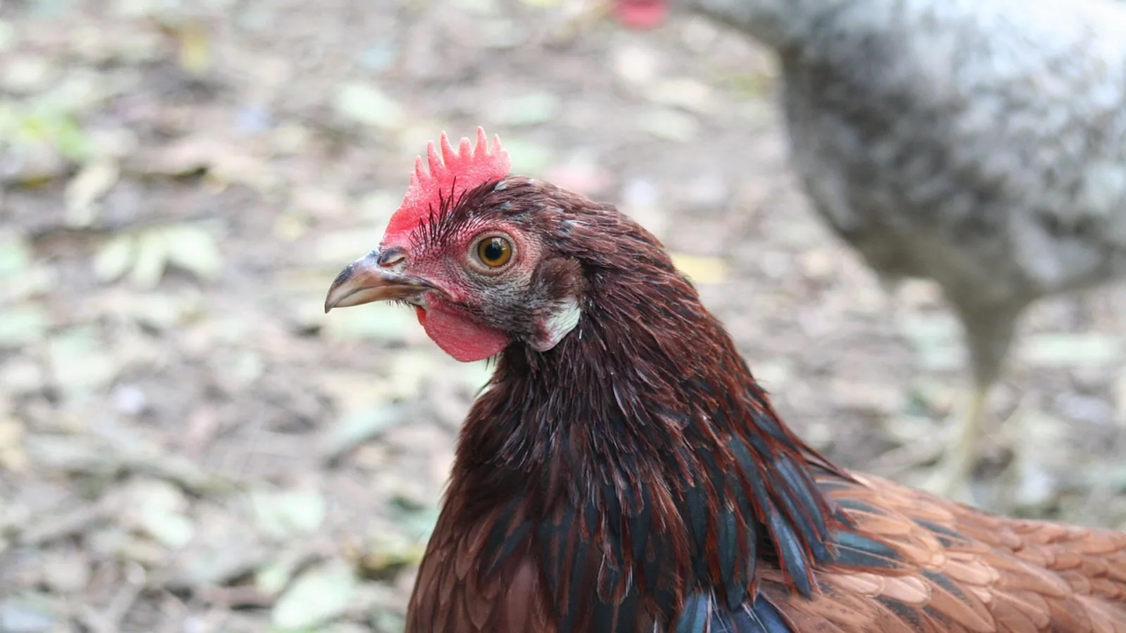 RIR Hens: Rhode Island Red Care and Egg Guide