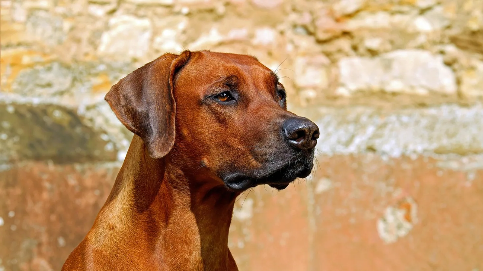Clomicalm for Dogs: Dosing, Uses, and Side Effects