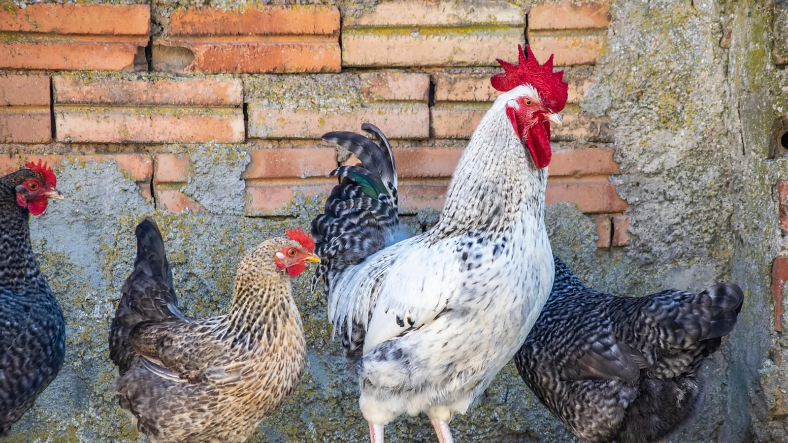 Kikiriki Chicken: Breed Profile and Care Basics