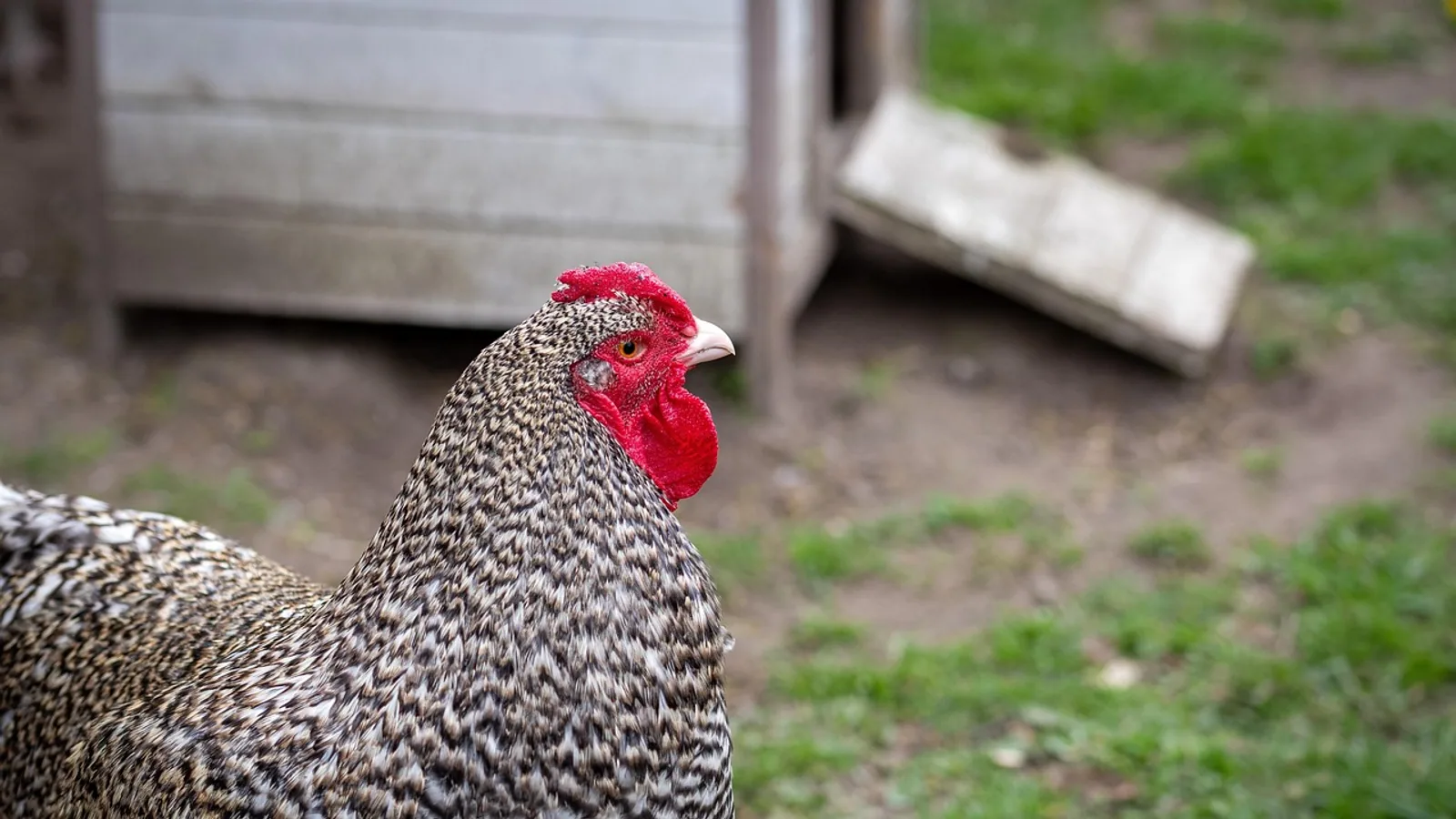 Aseel Chicken: Hen, Rooster, and Breed Traits