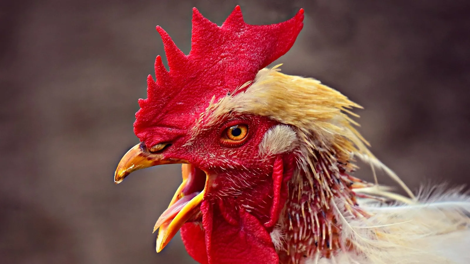 Chicken Head Anatomy: Comb, Beak, Wattles Explained