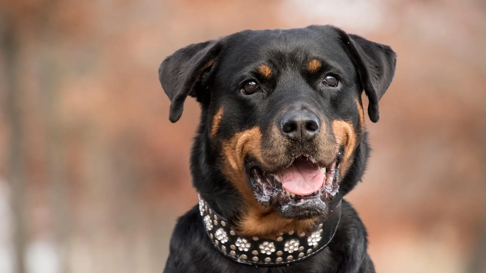 Shock Collars for Dogs: What the Evidence Says and Alternatives