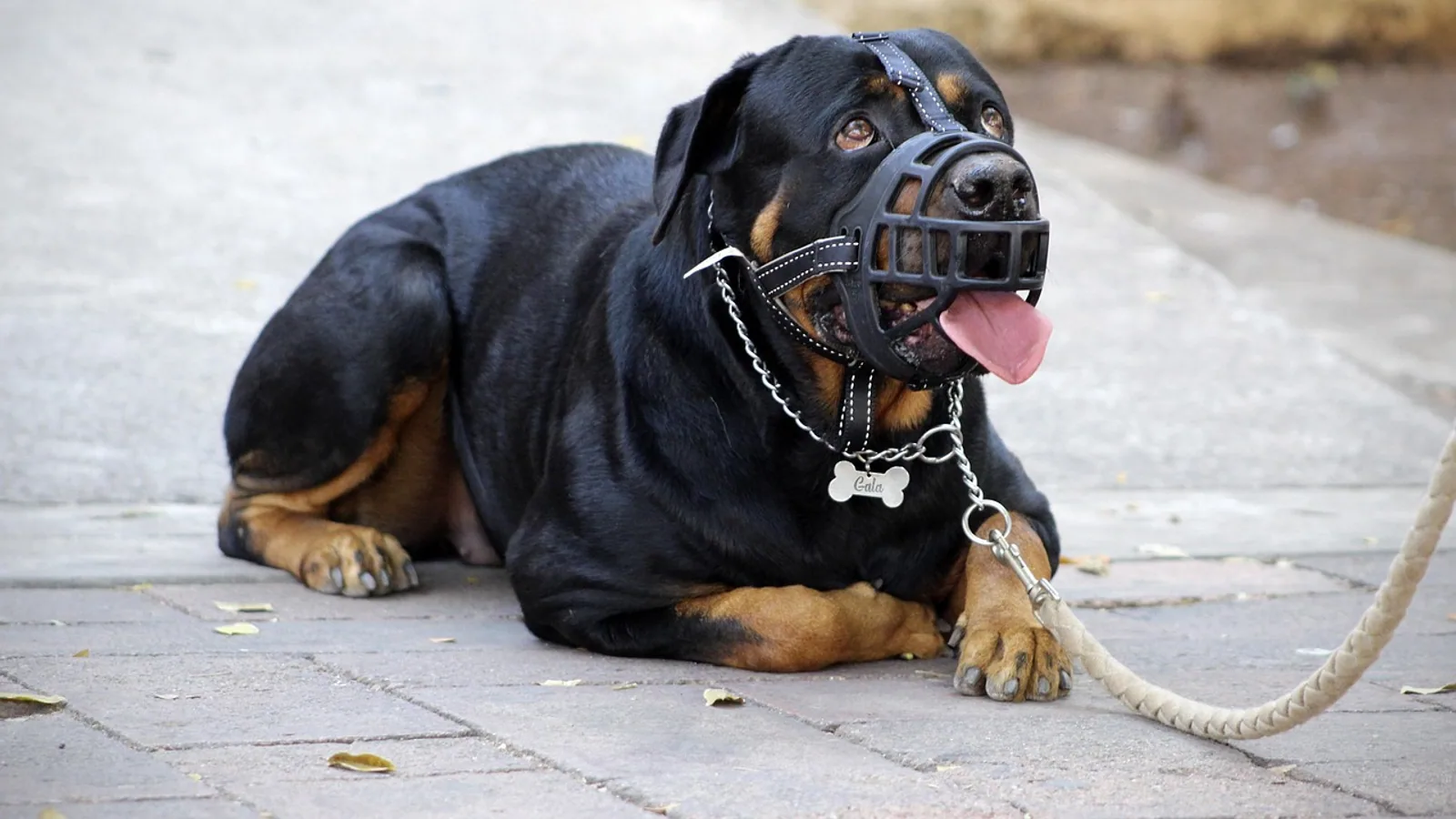 Dog Muzzle Guide: Types, Fitting, and Safe Use