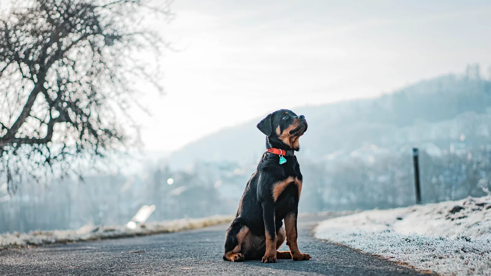 Rottweiler Shepherd Mix: Health and Traits