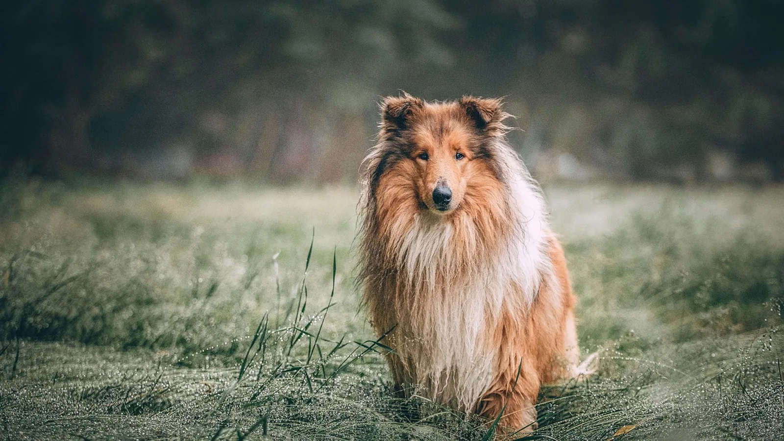 Scurf on Dogs: Seborrhea Causes and Care