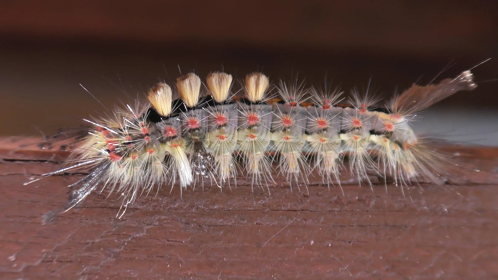 Tussock Moth Caterpillar: ID and Sting First Aid