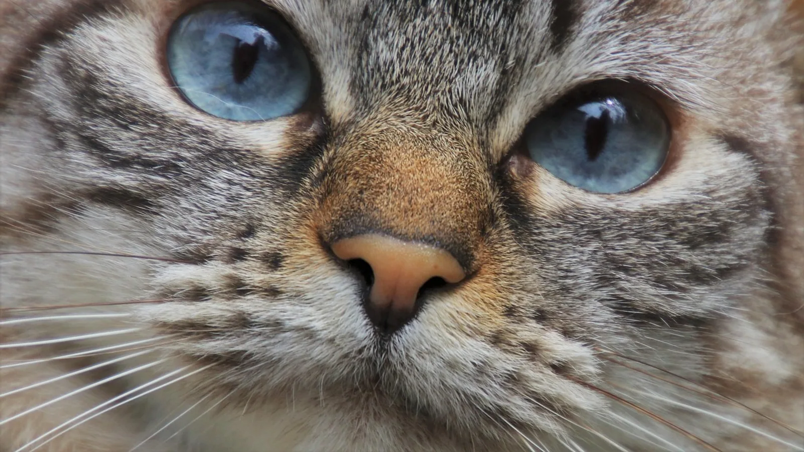 Megacolon in Cats: Causes, Symptoms and Management