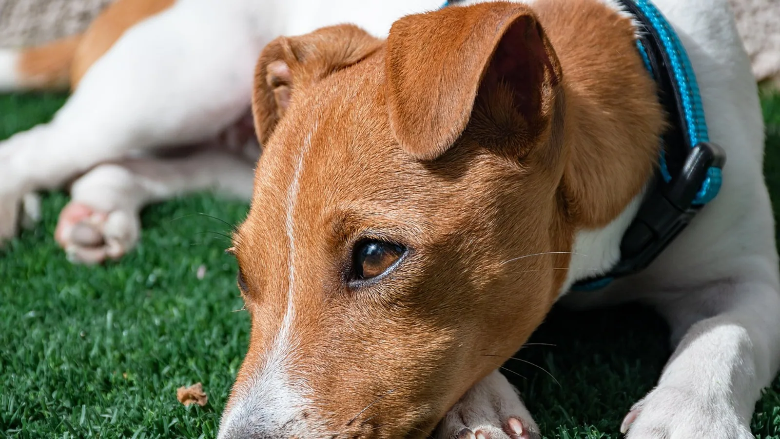 Pet Loss Support: Coping With Grief and Where to Find Help