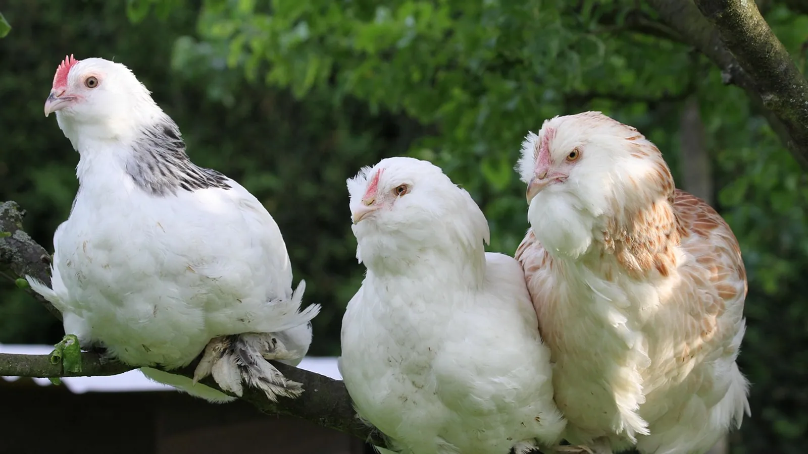 Salmon Faverolle Chicks: Care Guide From Day One