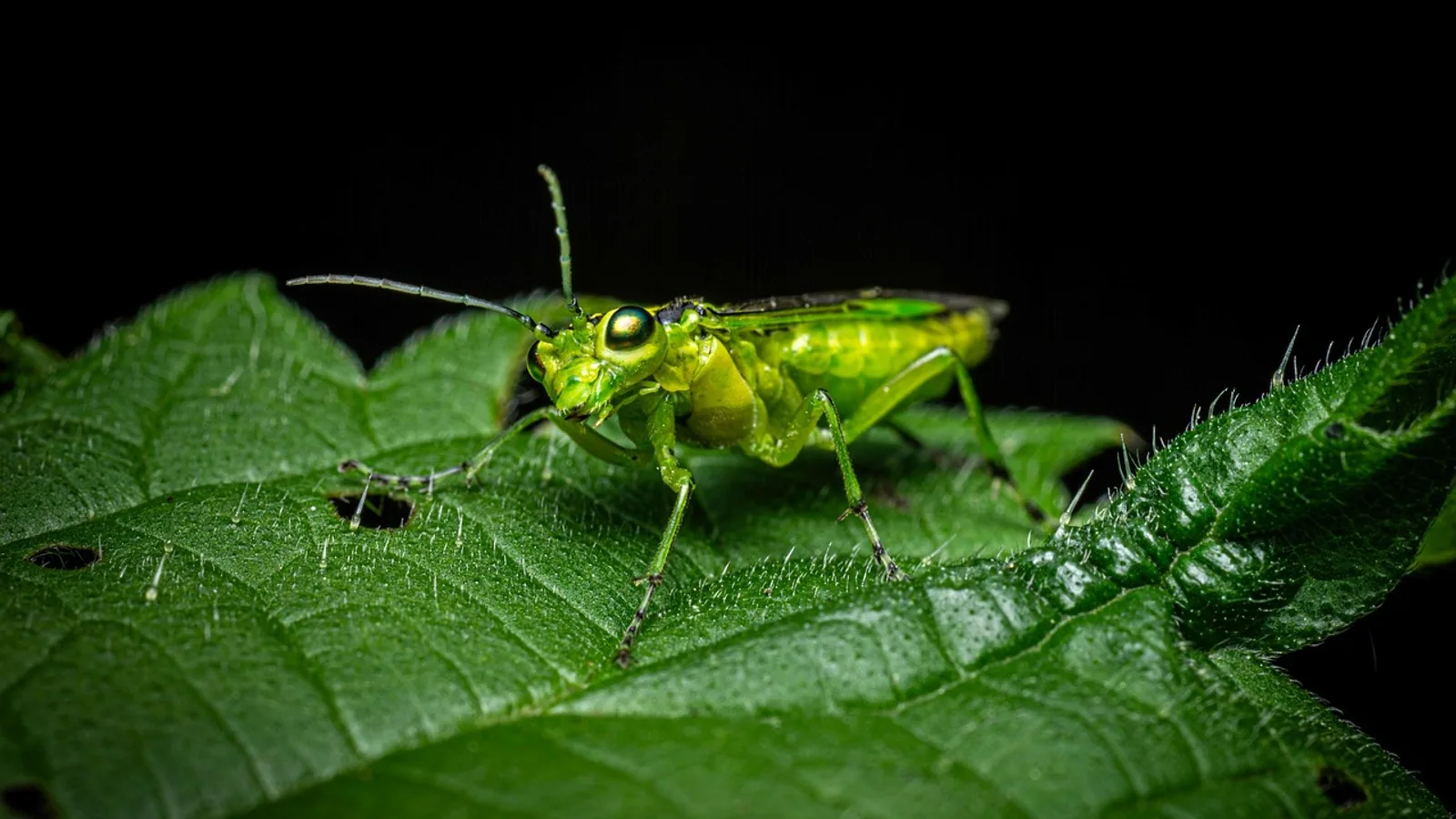 Genus and Genera: Taxonomy Terms Explained